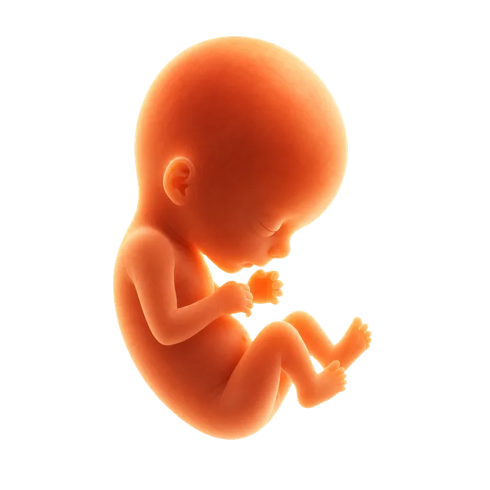 Illustration of a developing baby